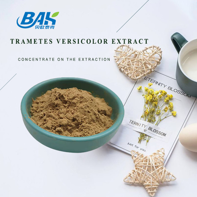 10% - 50% Trametes Versicolor Ekstrakt Tozu Mantar Ekstraktı Takviyesi