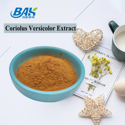 10%-50% Coriolous Versicolor Mantar Özü Takviyesi Kahverengi Sarı Toz