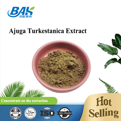 Ajuga Turkestanica Özü Turkesterone Kahverengi Sarı Toz 2%-40%