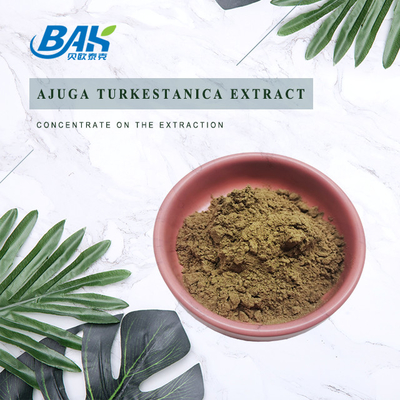 Ajuga Turkestanica Özü Turkesterone Kahverengi Sarı Toz 2%-40%