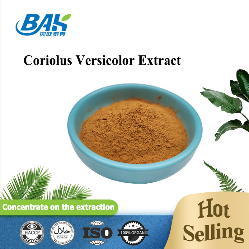 10%-50% Coriolous Versicolor Mantar Özü Takviyesi Kahverengi Sarı Toz